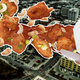 Illustration for article titled Springfield, Missouri’s cashew chicken ought to be the only cashew chicken